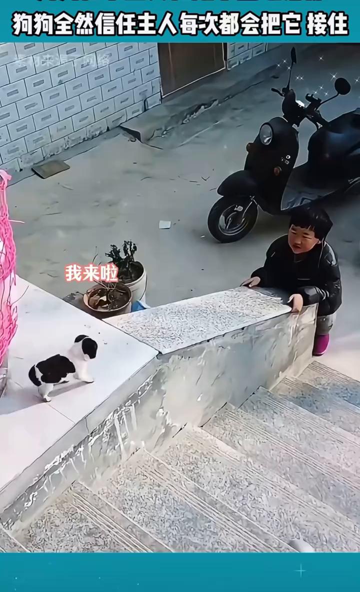 狗狗全然信任主人，每次都会把它接住。
我来啦，我们再玩一次好不好？