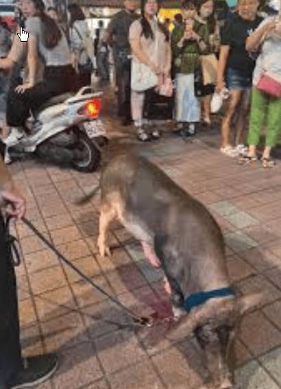 笑到跺脚！小区变“养猪场”，肥猪满院跑还追人拱，业主：出门得躲着走

这年头小区