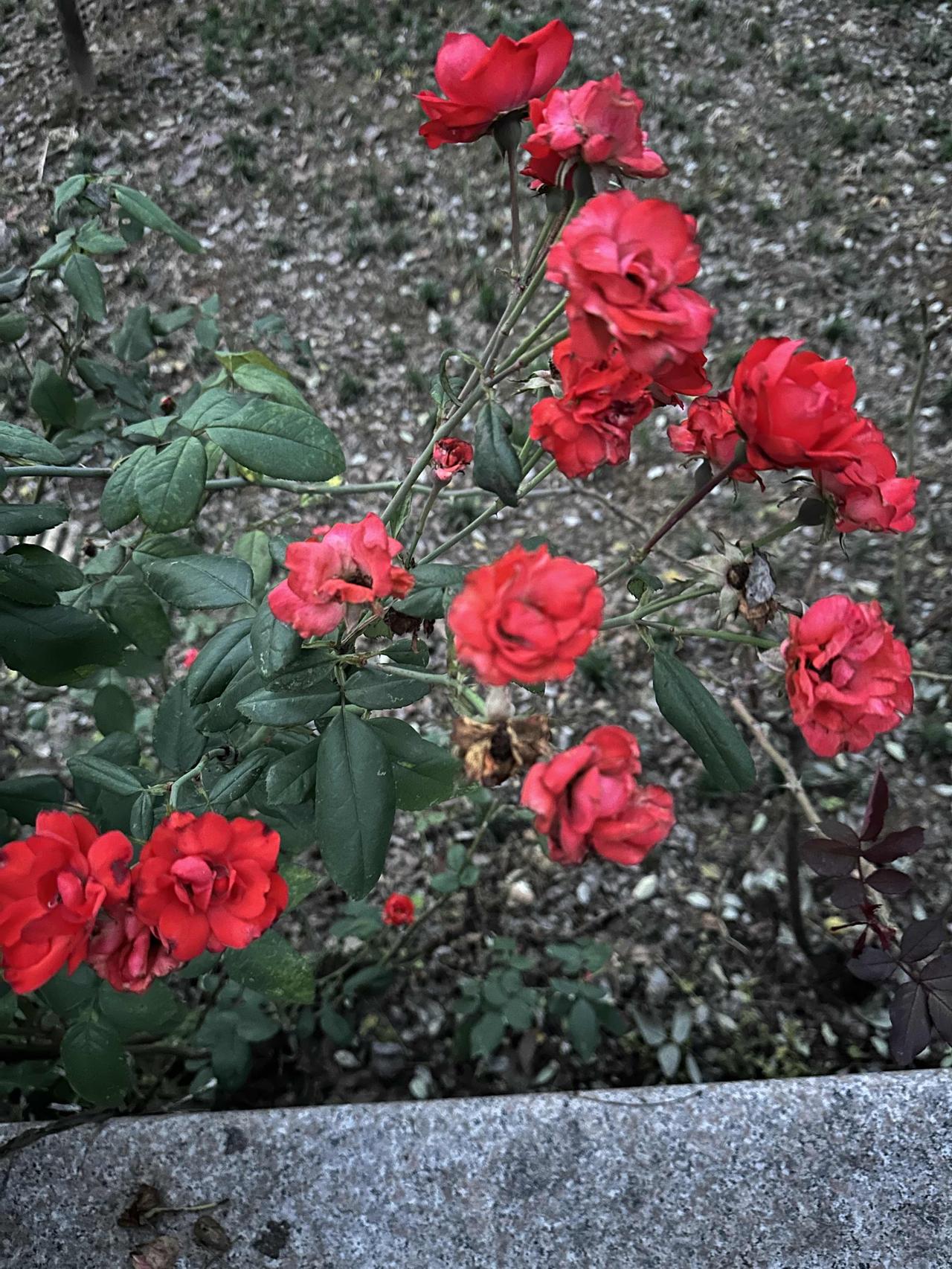 冬日的阳光下，
有鲜花陪伴着。
一壶清茶，一本书。
尽情享受生活的美好！