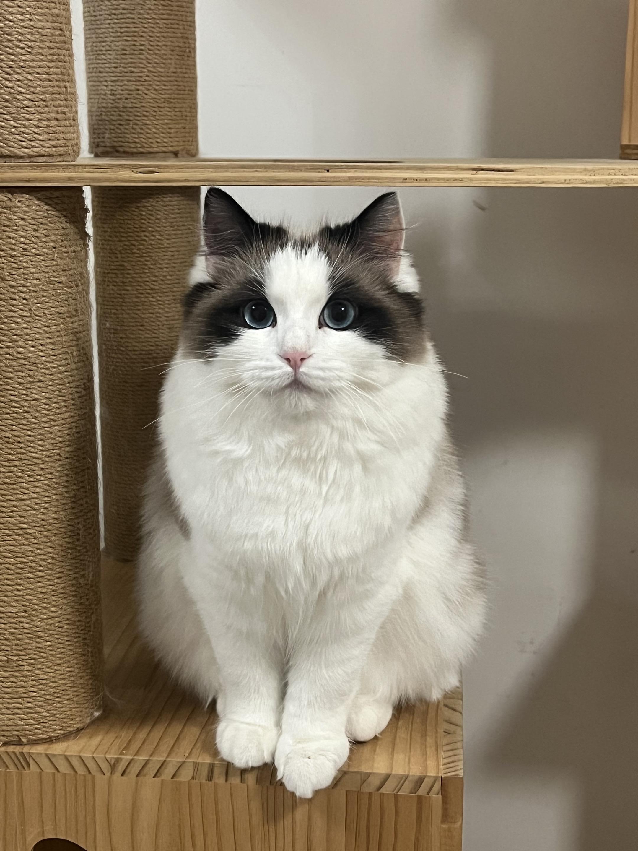 方麟麟，你走后到第二天瑶瑶叼着老鼠找我玩，她以前不会叼老鼠跟我玩巡回游...