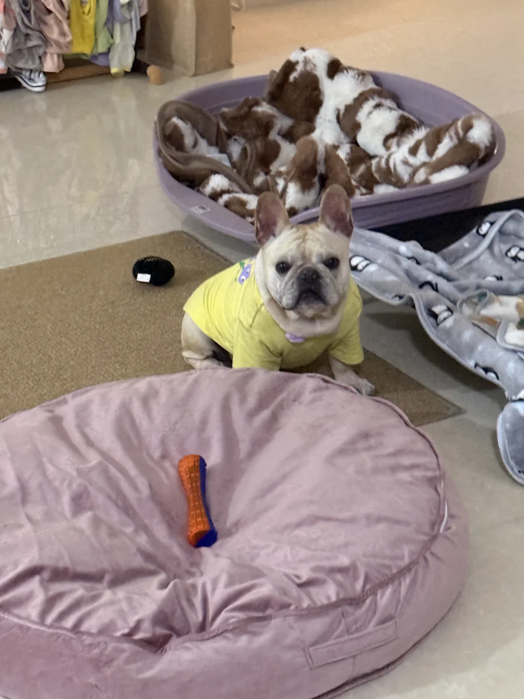 🐶·也是没逃过中年发福…