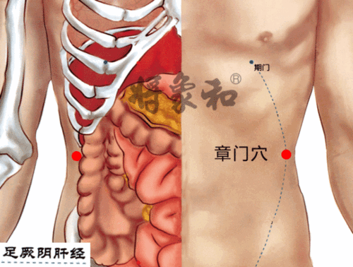 人体的“脏腑气血、筋脉骨髓”的精气汇聚形成的“八会穴”

1、脏之精所会—章门穴