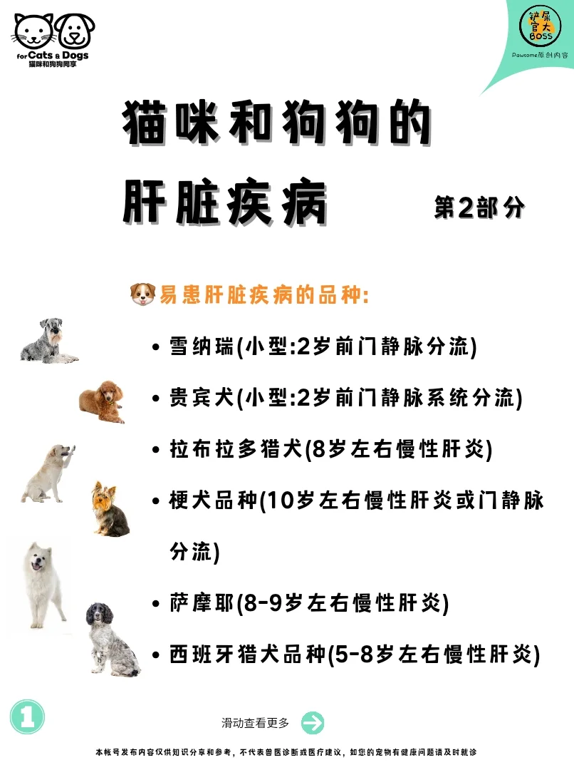 易患肝脏疾病的品种