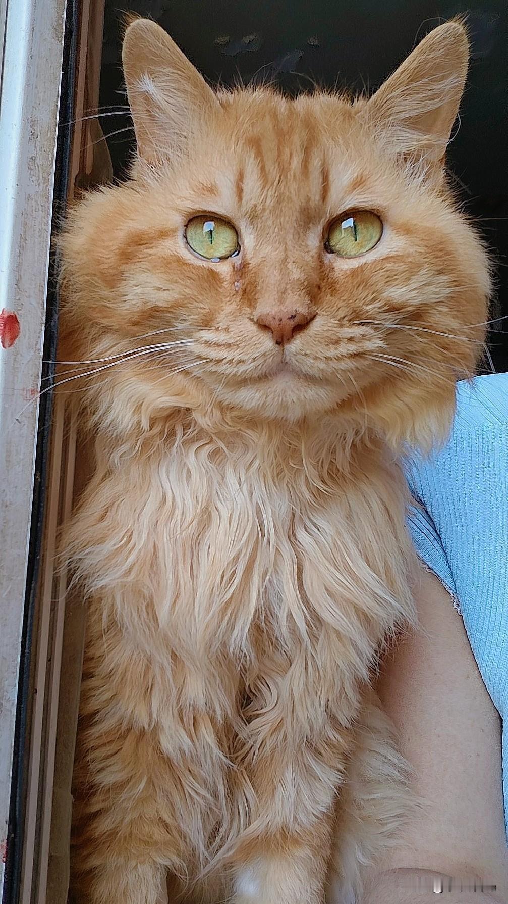 谁能把手里的猫咪照片发出来看一下这是我家小老虎每天望向窗外时的样子，外面的世界很
