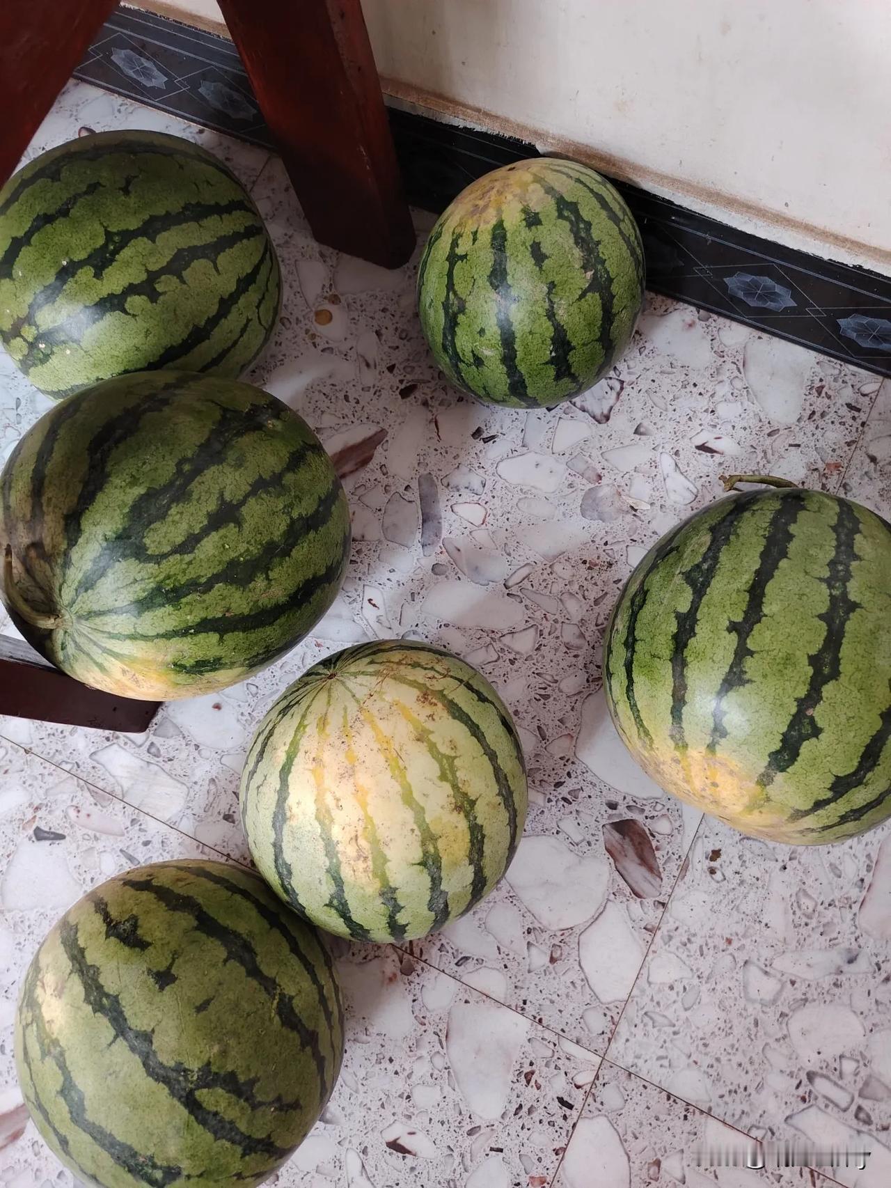 早西瓜开始上市了，老公就买了一袋子回来。
天气预报两天以后有大到暴雨，有的瓜农就