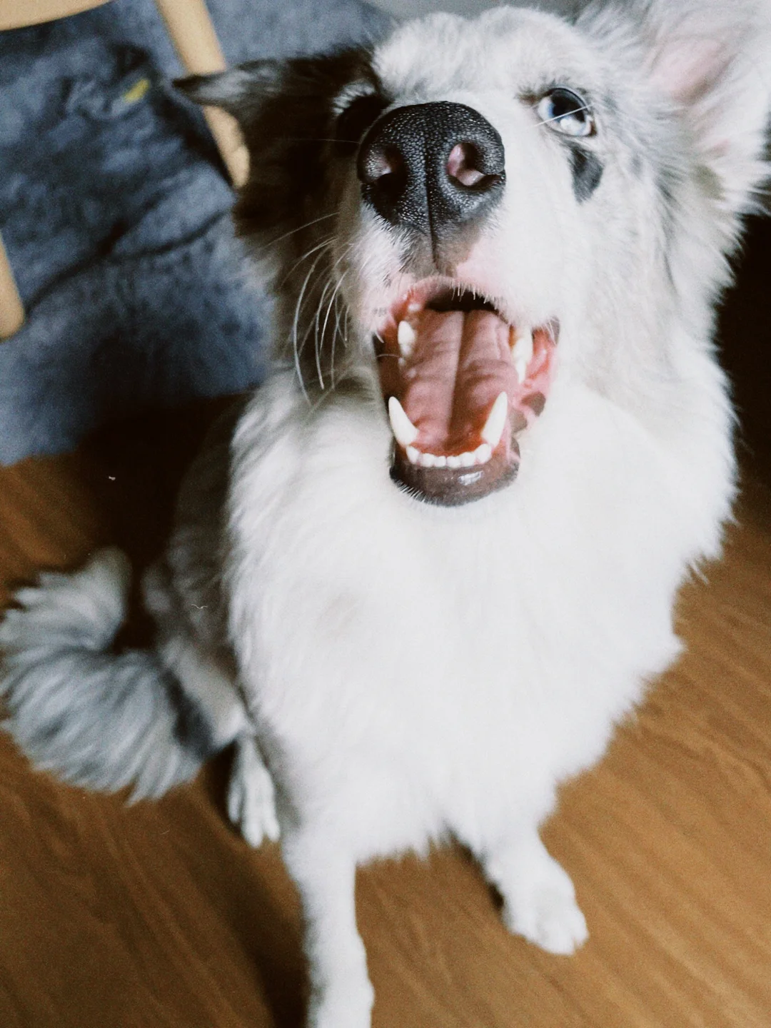 狗子长得像狐狸