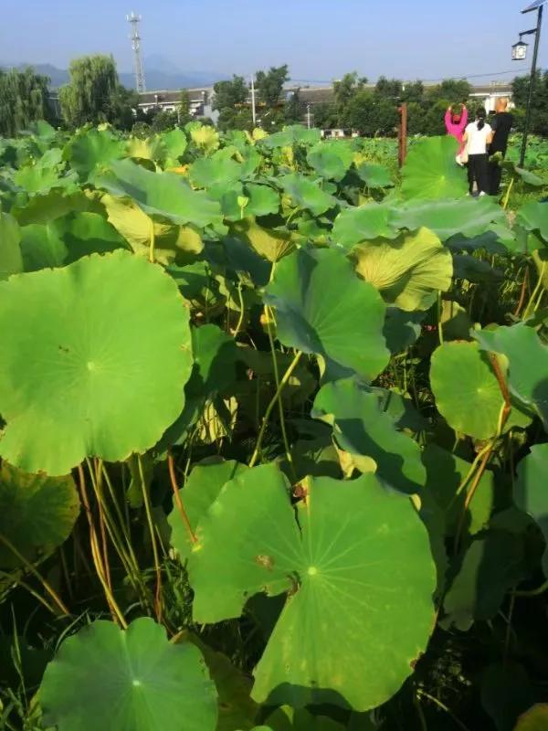 #游西安随拍荷花#秋荷之西安，气息尚存，生机尚在，抓住秋们尾巴，多看几眼吧……