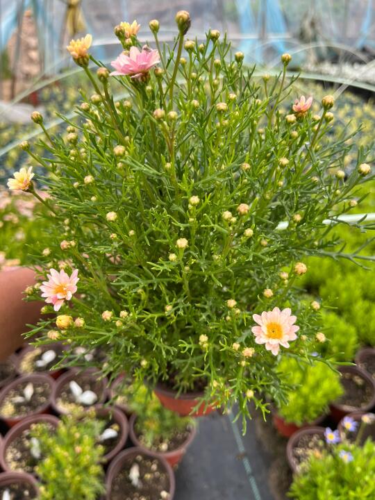 🌼路兮小农民的秘密花园🌿