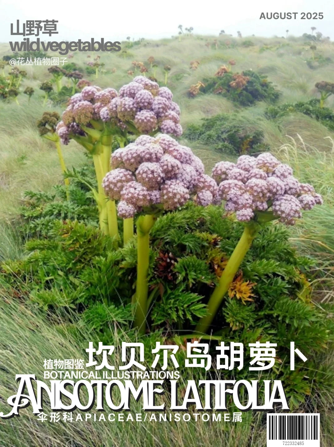 坎贝尔岛胡萝卜Anisotome latifolia