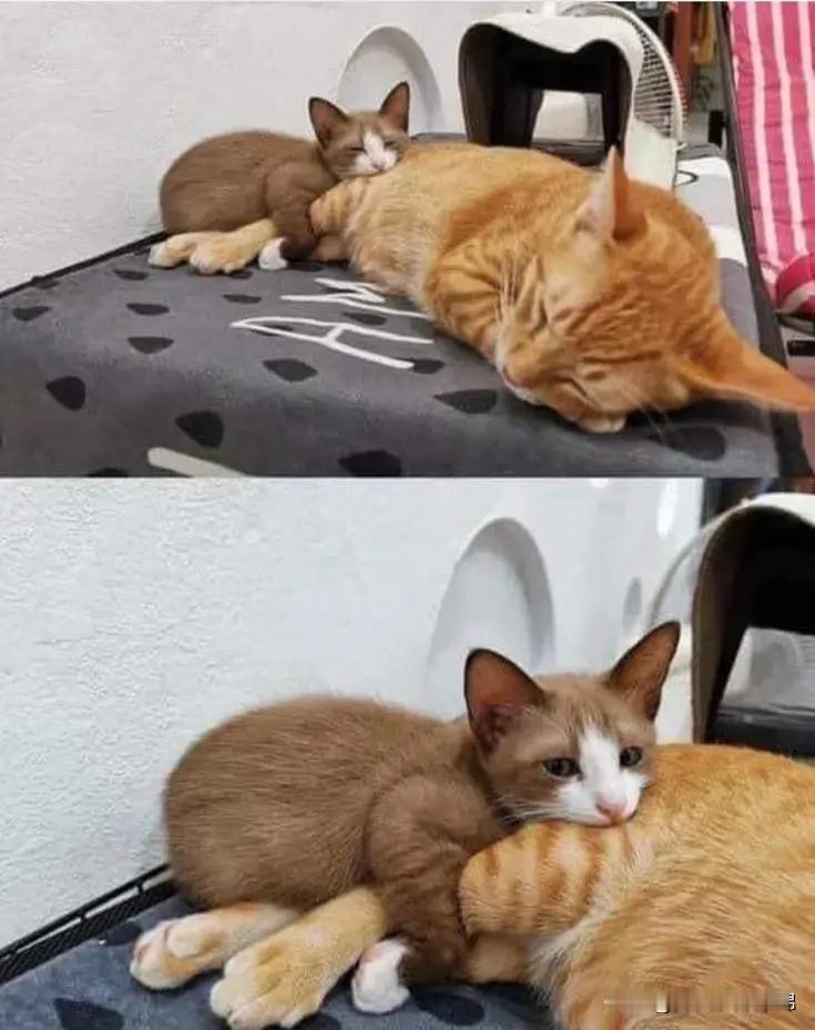 👶：抱大腿[爱慕]，抱麻麻的大腿[送心]～​​​