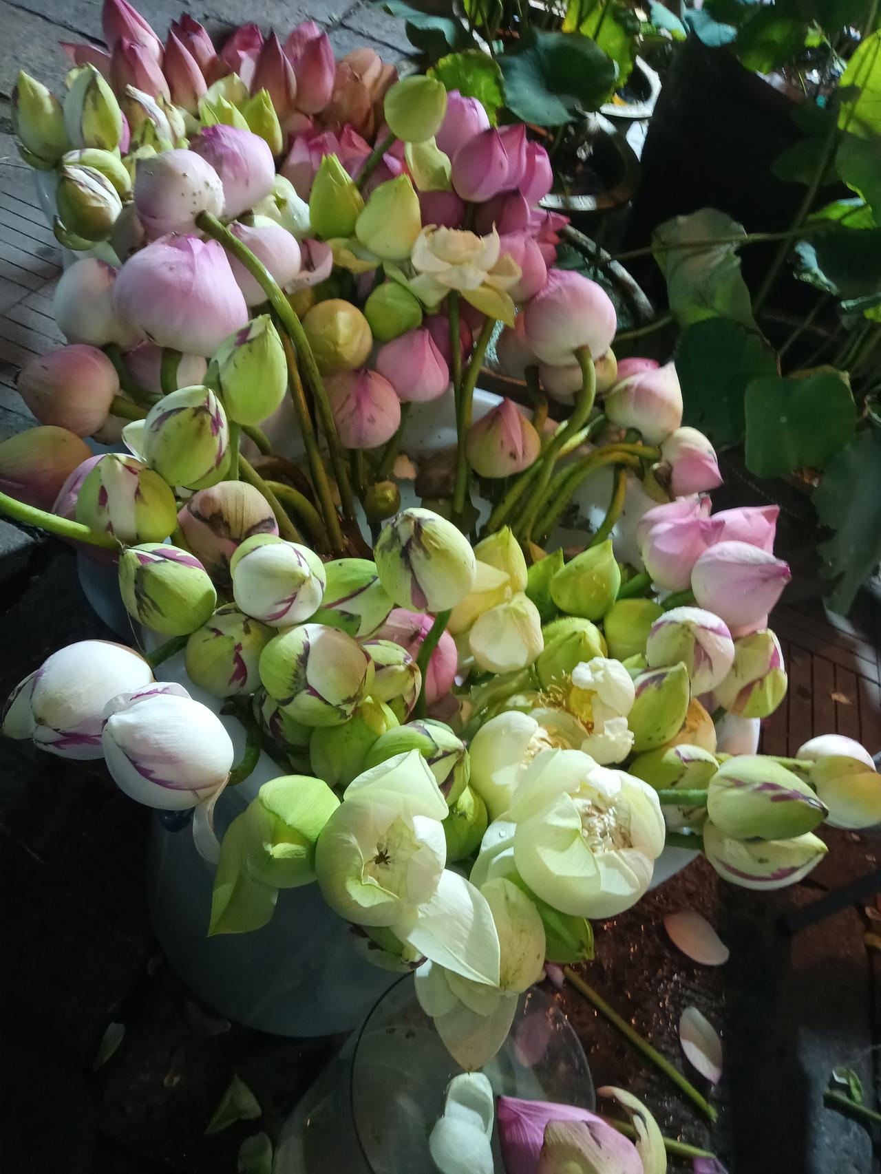 回龙窝的莲花集市，品种之多，令人感叹不己。