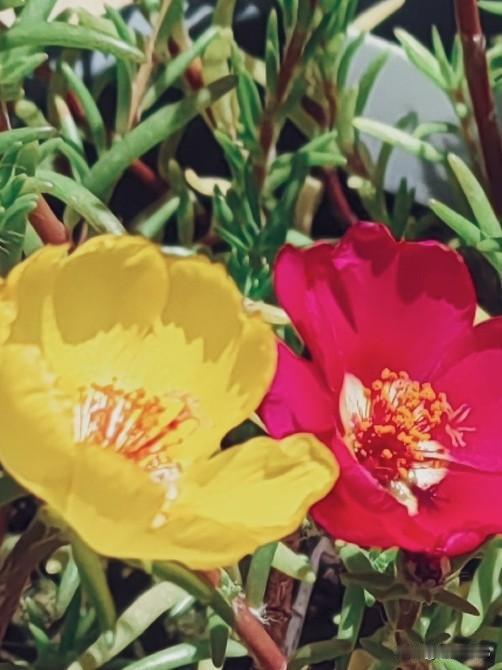 冬入四九今日大寒
寒要尽了暖要来

相册最满意的照片
就是夏季的太阳花

迎着风