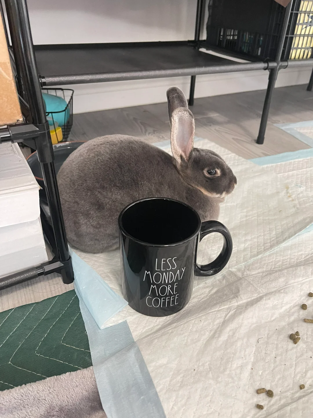 库洛米🐰和马克杯的对比