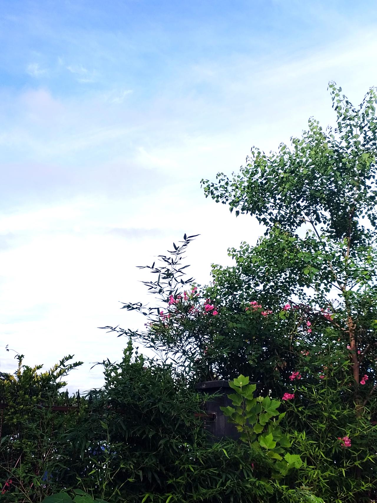 早晨去公园锻炼身体，看到初夏的美景，拿起手机随手拍下公园美景，记录日常生活。