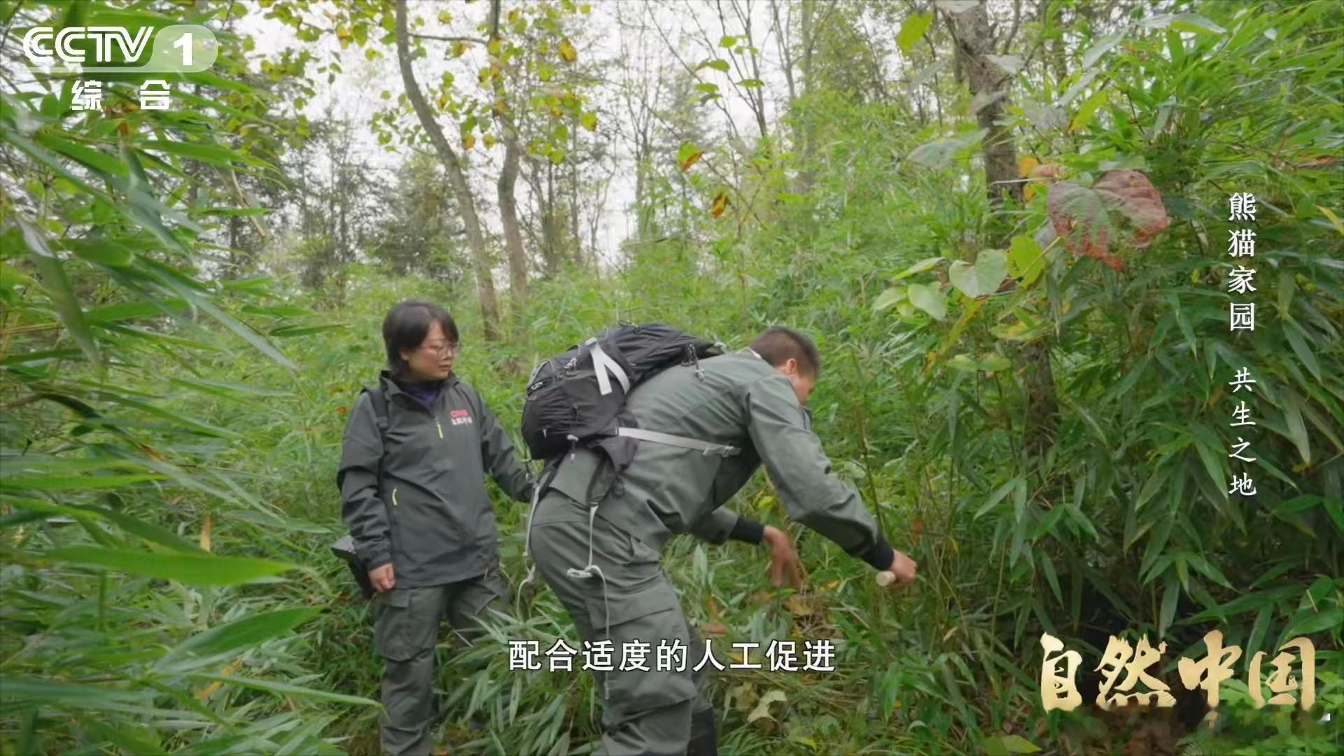原来大熊猫不喜欢竹林疯长 竹林疯长，竹子密集，反而会影响熊猫的生存空间！工作人员