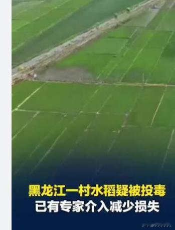 黑龙江一村大面积水稻疑被恶意投毒,产量大幅下降，甚至可能绝收。他还向其他网民咨询