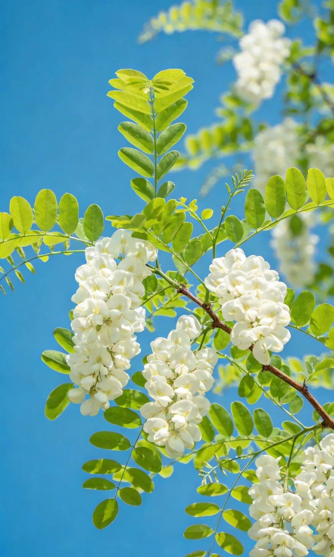 四月一到，北方的空气里就飘起了那股熟悉的甜香。抬头一看，路边、村口的老洋槐树上，