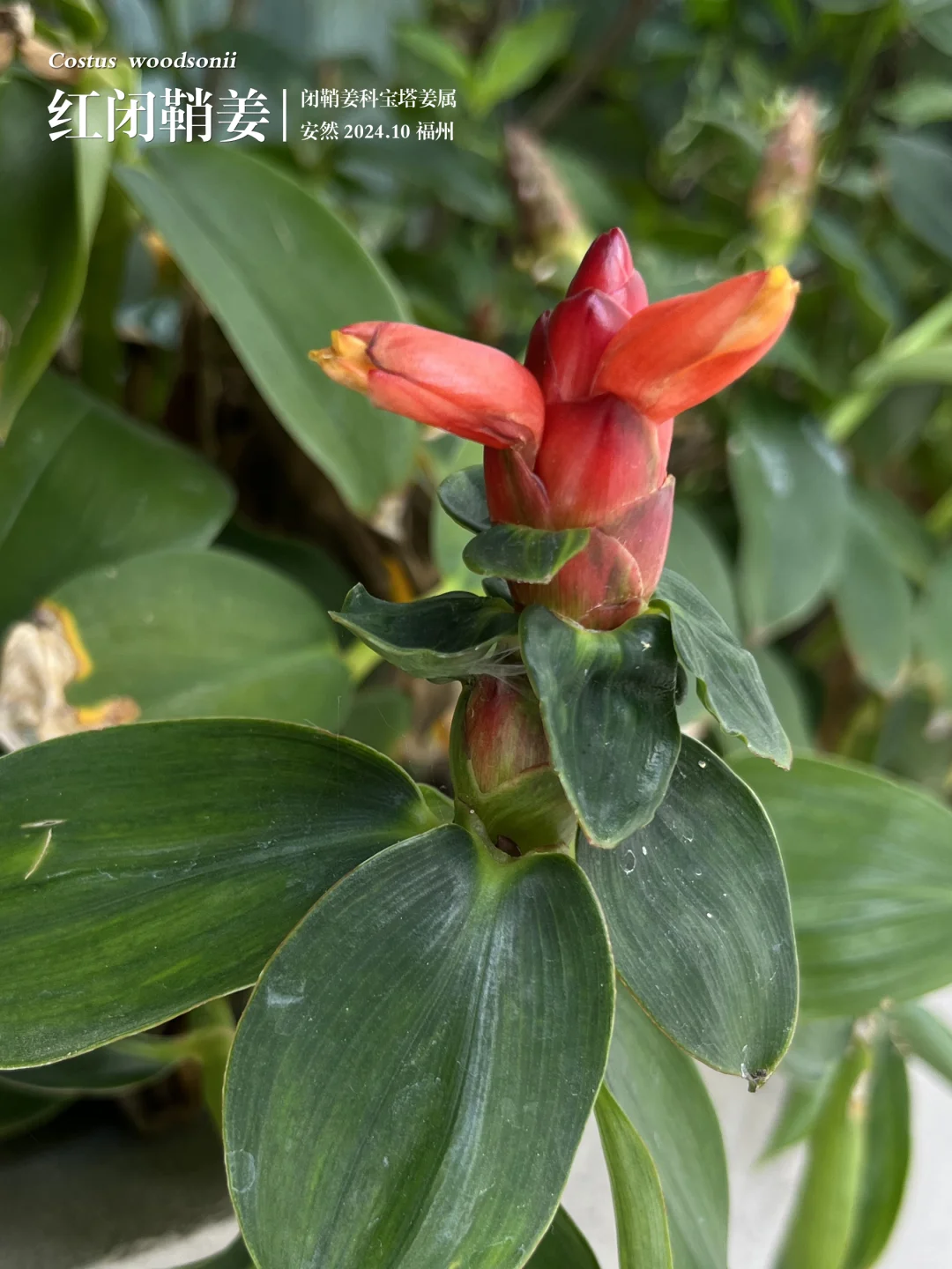 福州植物打标461｜红闭鞘姜