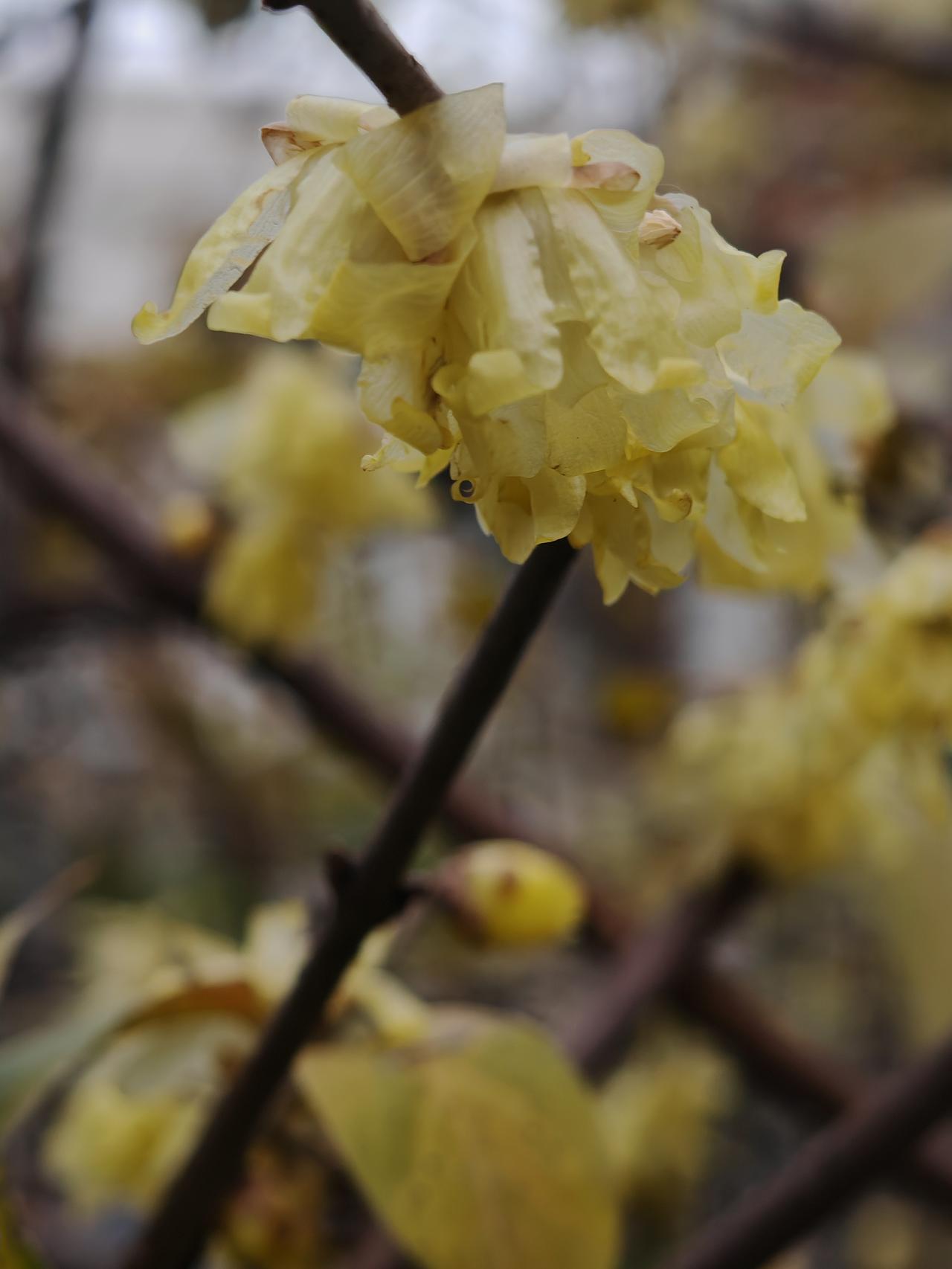 小寒到啦，寒梅正傲雪绽放，那姿态，真可谓坚韧之极，完美诠释了生命的顽强不屈。
“