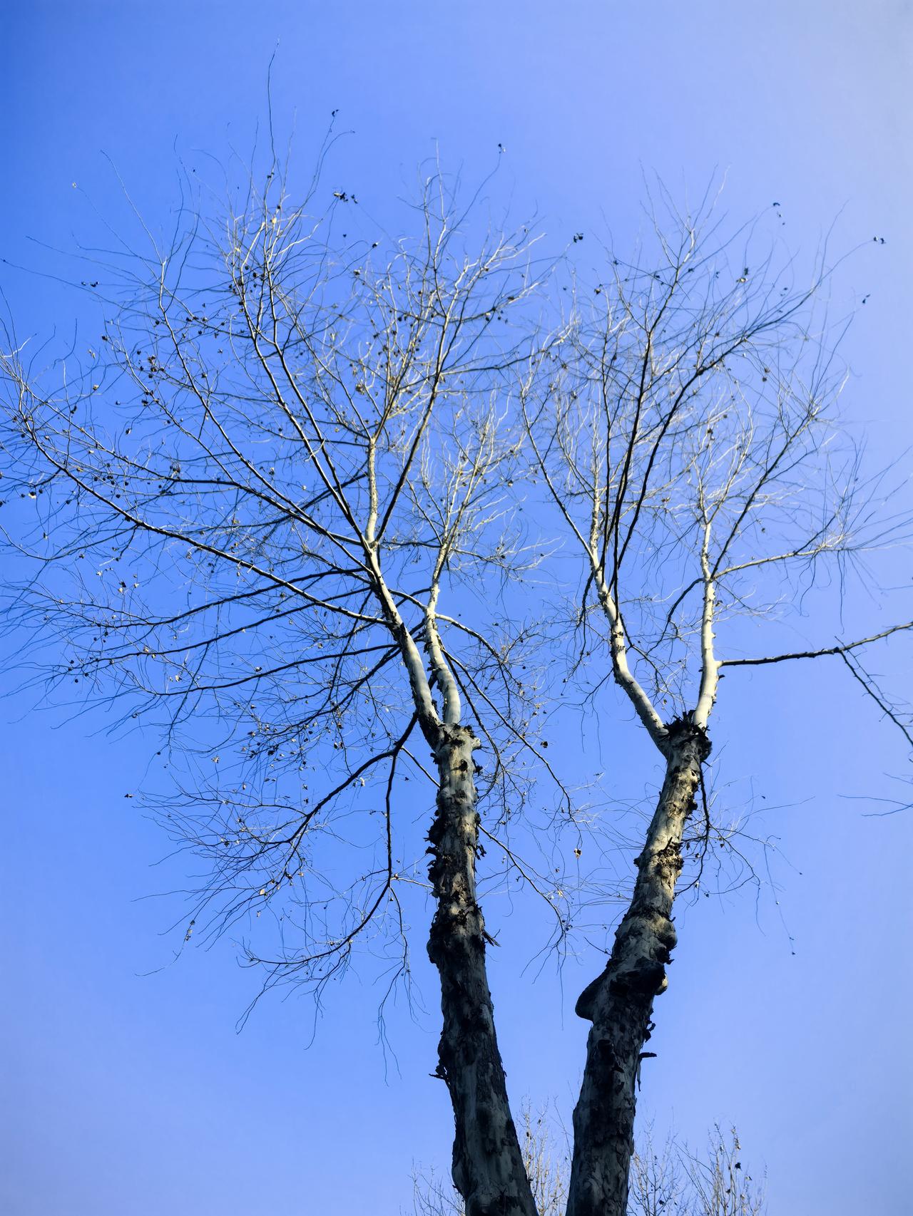 今日随手拍抓住冬天的尾巴，记录下马路边枯叶萧枝的树木，过几天就发新叶绿绿的了。看