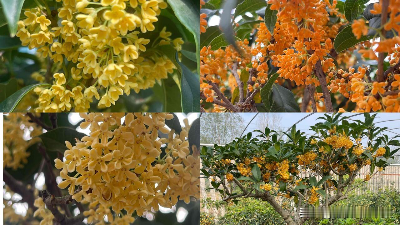 它不是浓烈冲鼻的香，更像一阵轻轻裹过来的甜暖气息：

• 清甜里带着一点软糯，像