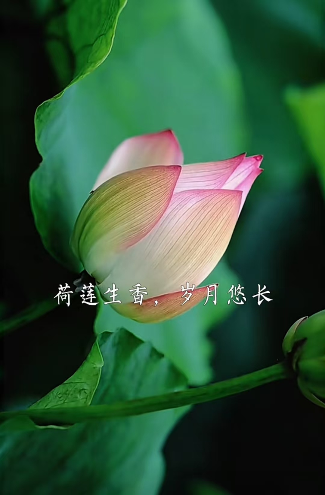 今天是农历五月初一，夏至将至，端午将临，伴着盛夏的浪漫，带着吉祥的祝福，愿接下来