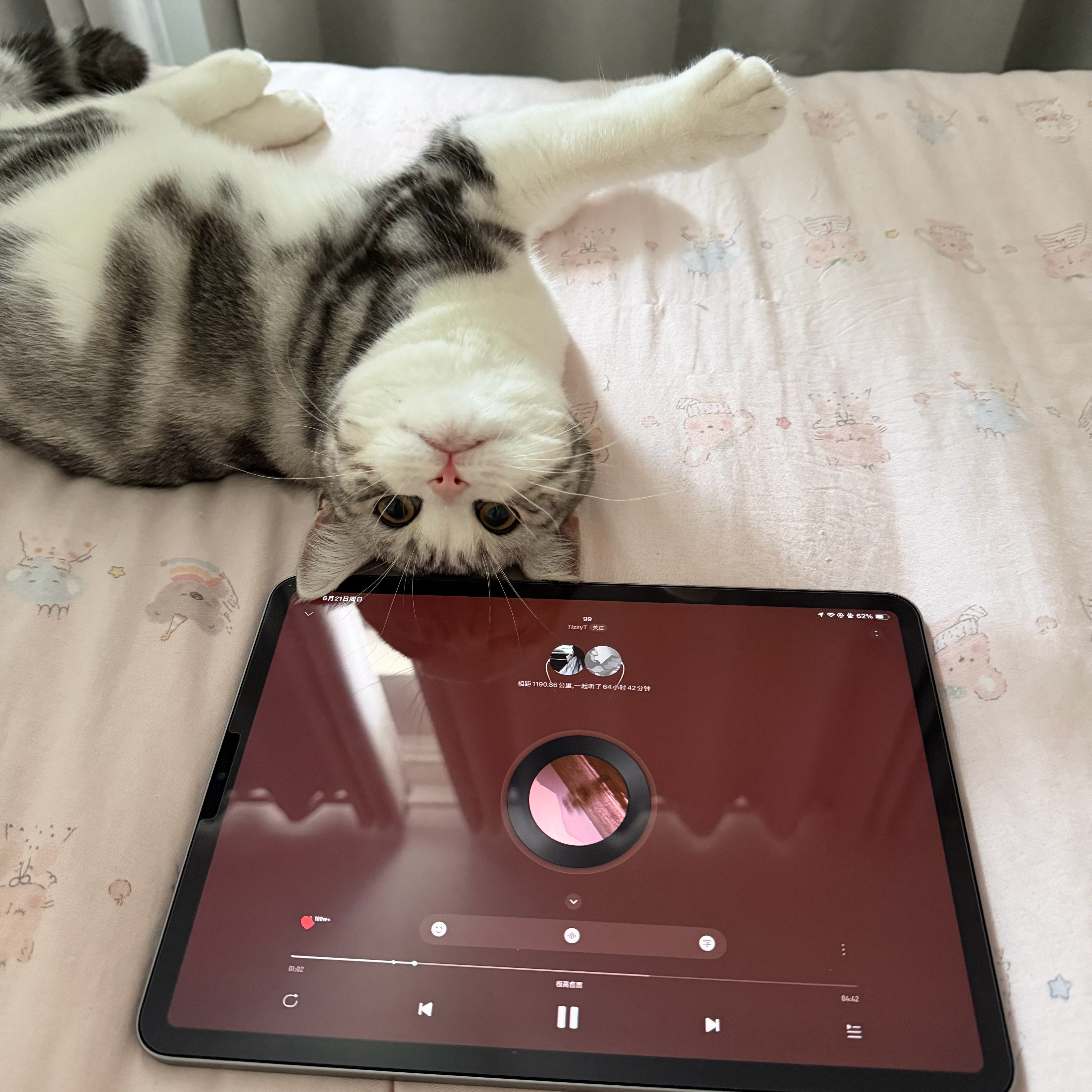 可是宇宙也没法永久呀 （熟悉的小猫我定制的举牌版🪧ovo 饼饼就这个萌 