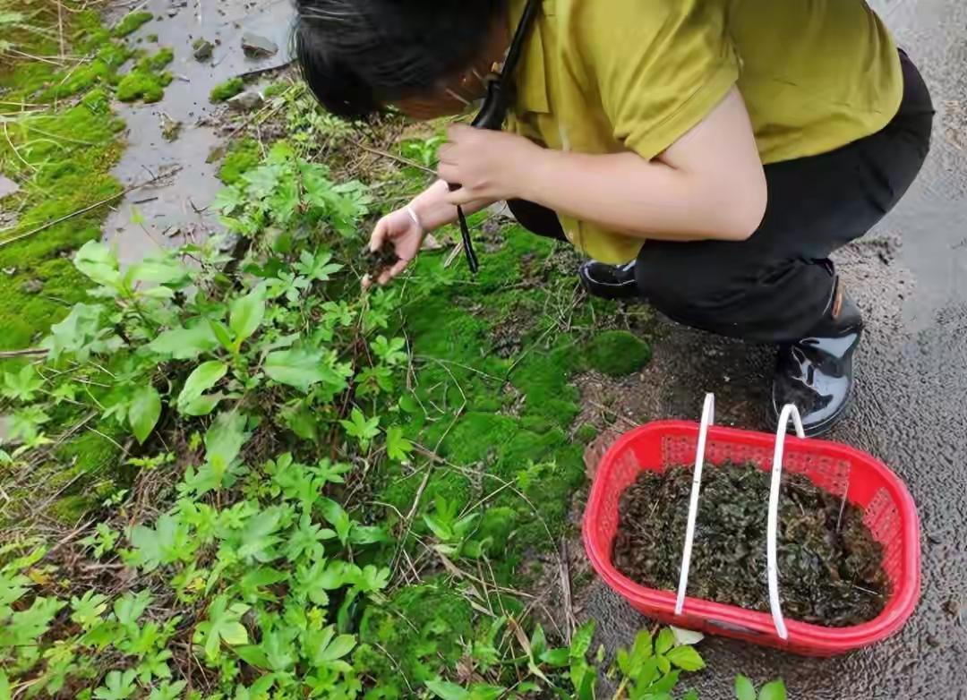 梅雨季的杭州刚下完雨，草坪缝隙里、石块边上就悄悄冒出了一簇簇滑溜溜的地衣，暗绿半