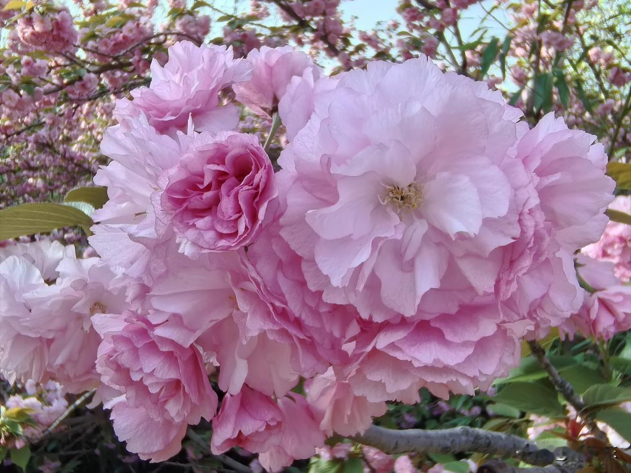 樱花是日本的国花。每当樱花开放的季节，日本举国若狂。这个情景，大概就相当于我国的