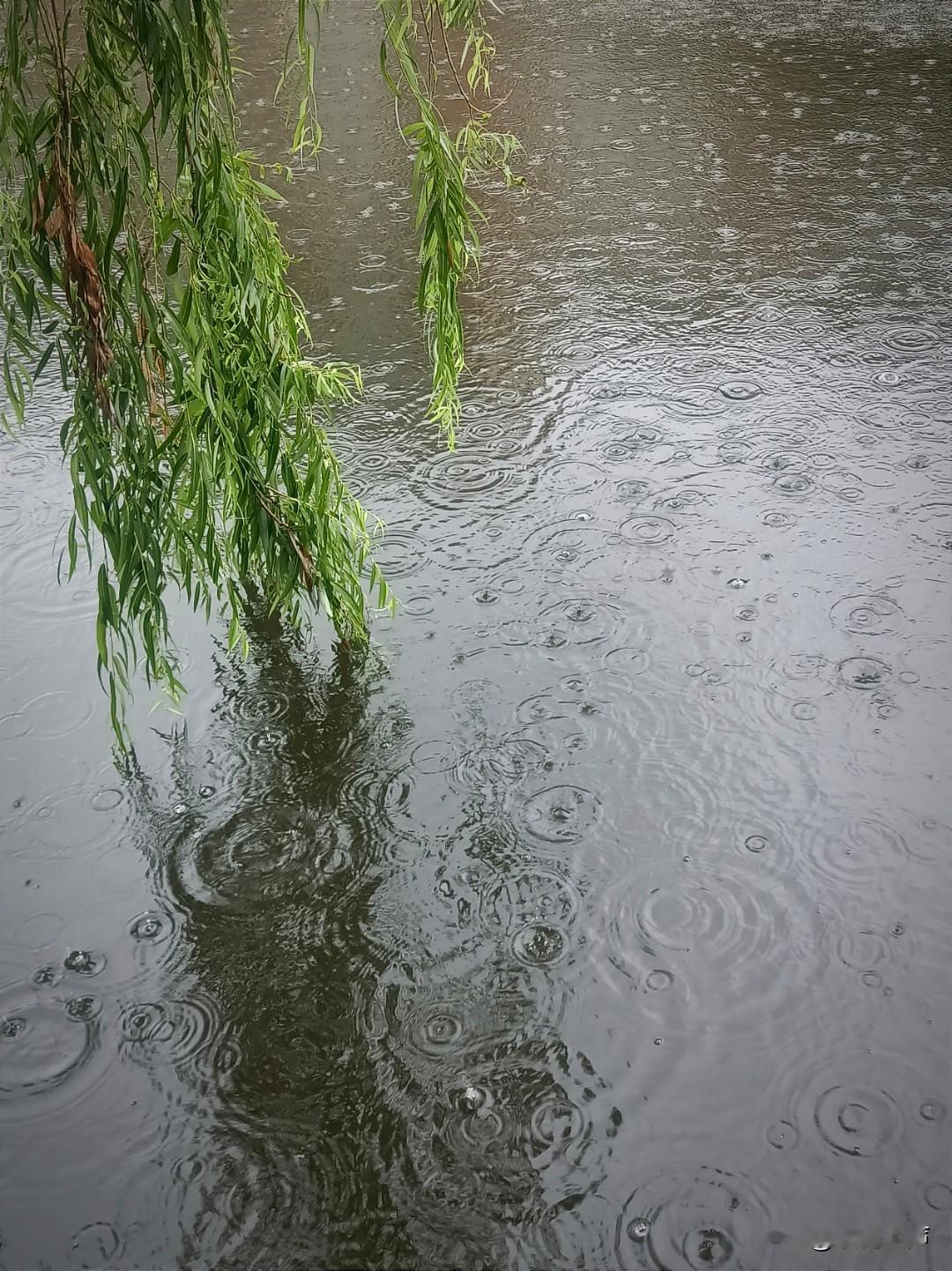 青石巷深苔色幽
桂花载酒忆同游。
西风不识离人恨，
冷雨伤心添暮愁。