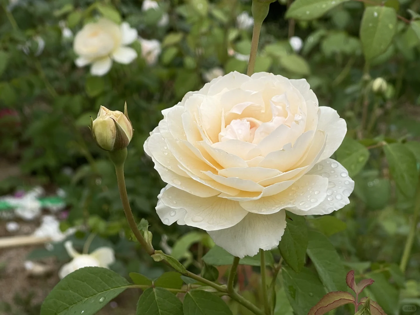 福建月季秋花渐入佳境