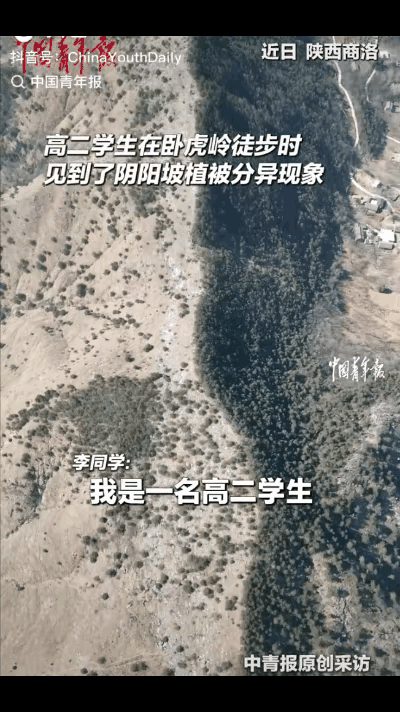 近日，陕西商洛，一高二男生在卧虎岭徒步时，发现一座山脉两边植被竟不一样，开始还以