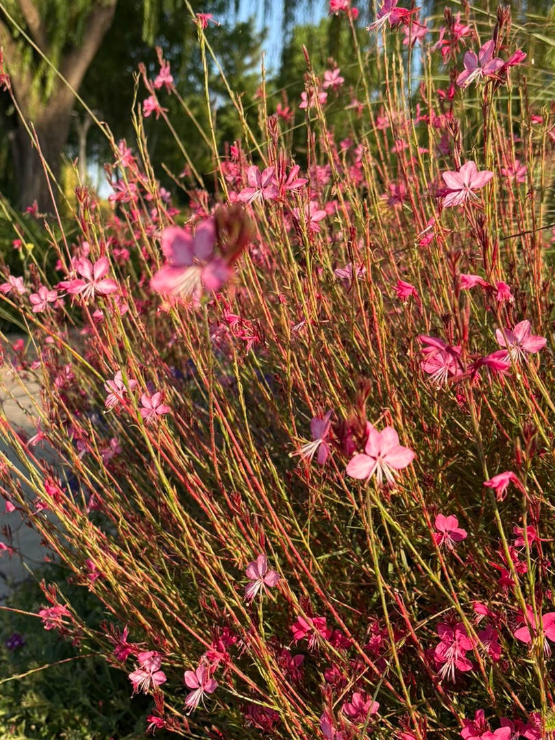 豆包说这是山桃草（也叫千鸟花、红花山桃草） ​​​