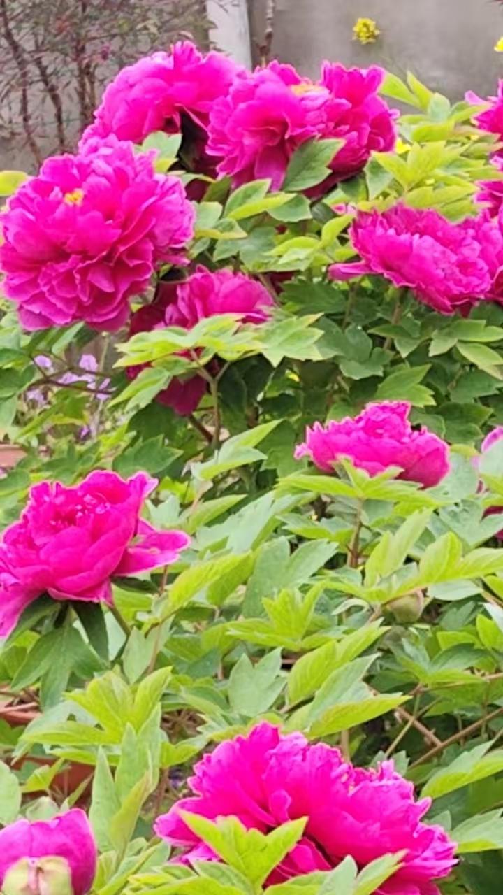 菩萨蛮·谷雨天2587
作者/平常心
（2026.4.23.18:26）
前日望