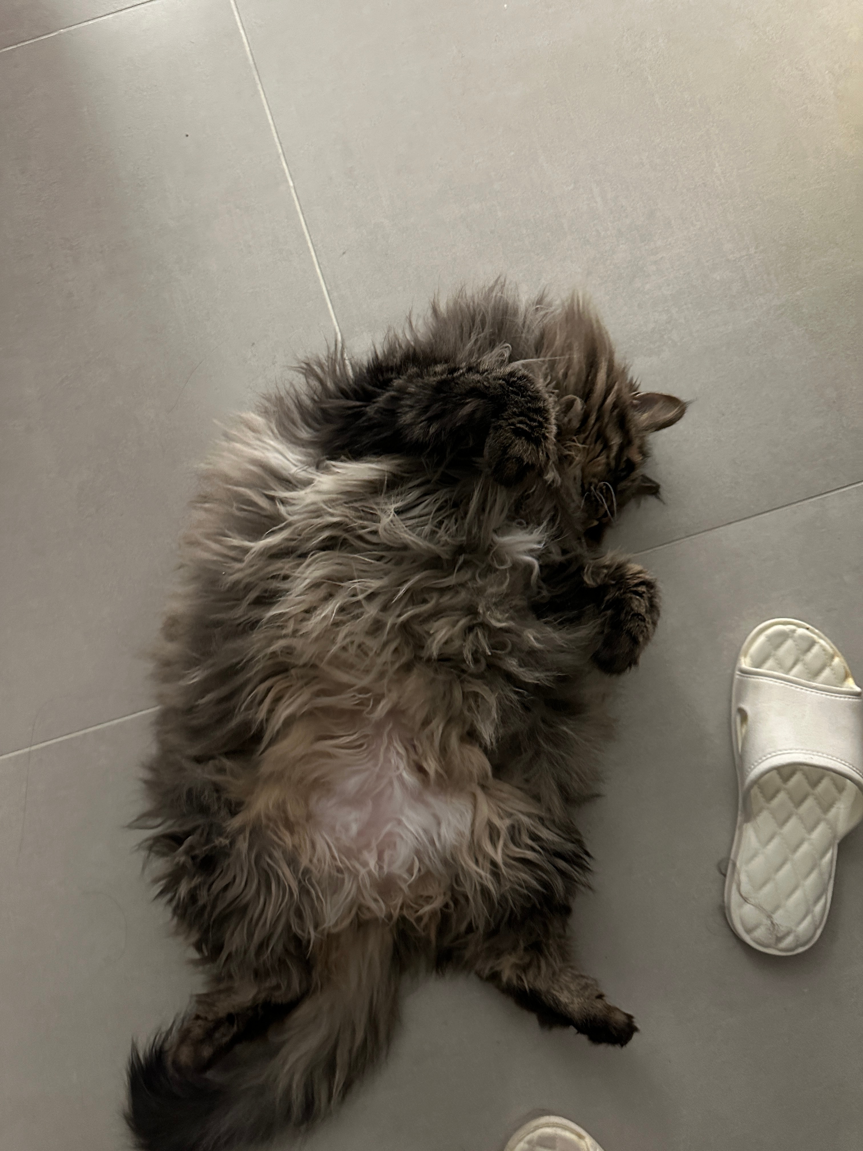 这是谁家的拖把？！ ​​​