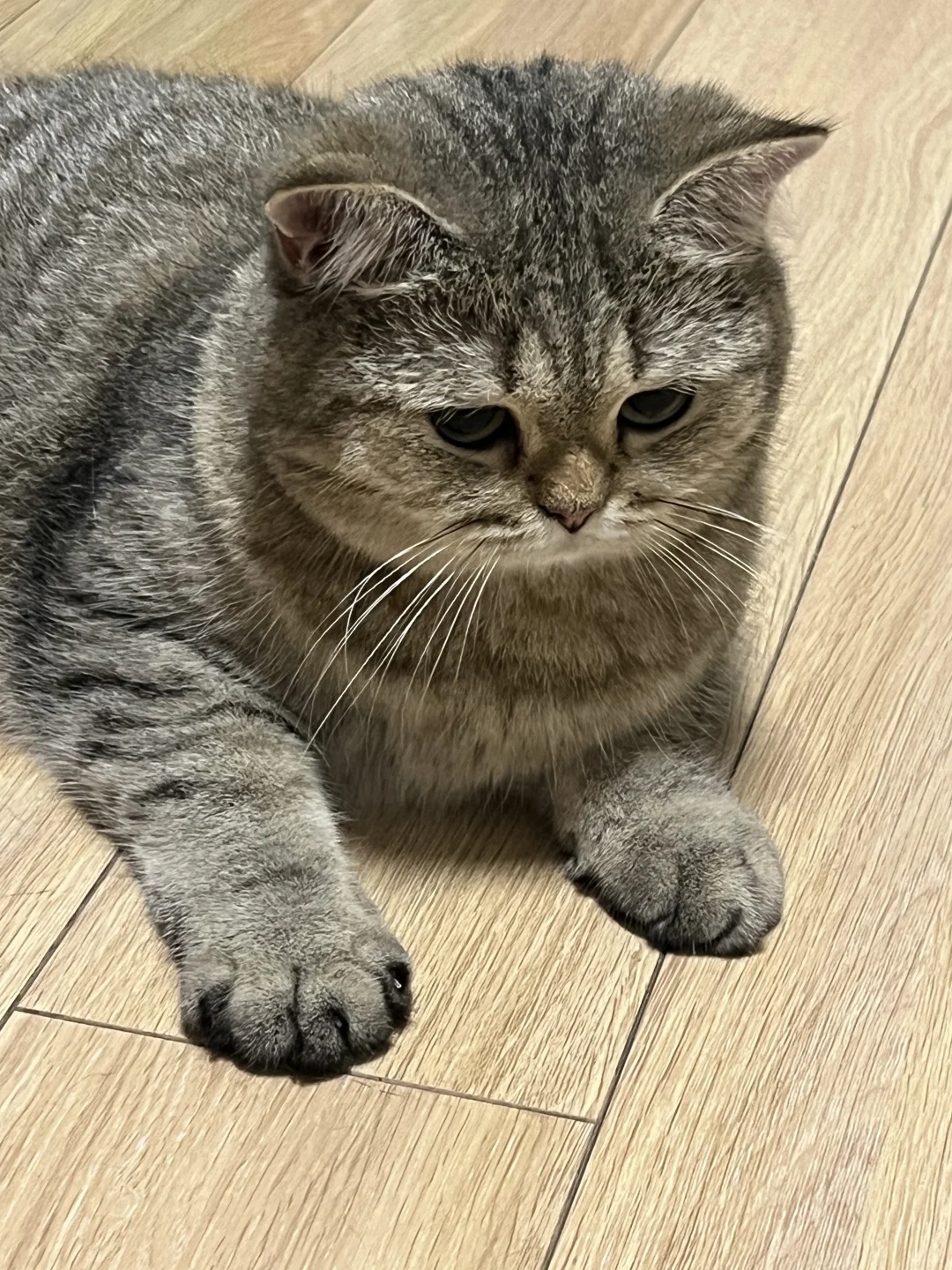 43码猫届大脚🦶