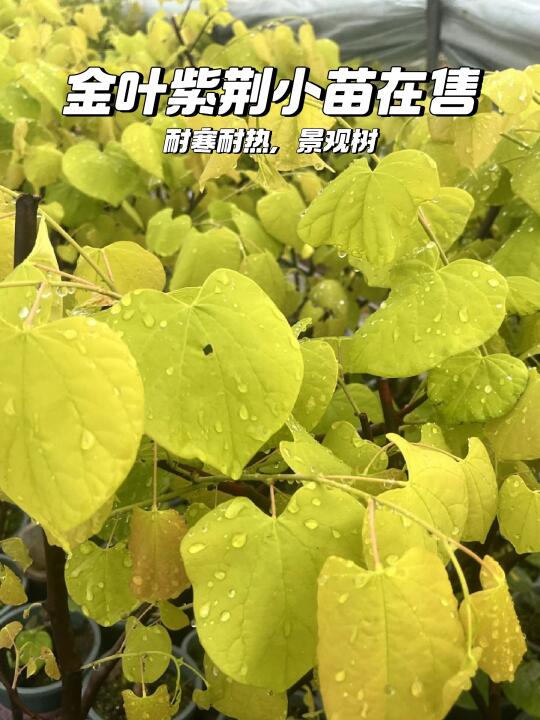 金叶紫荆花🌸耐寒风景树