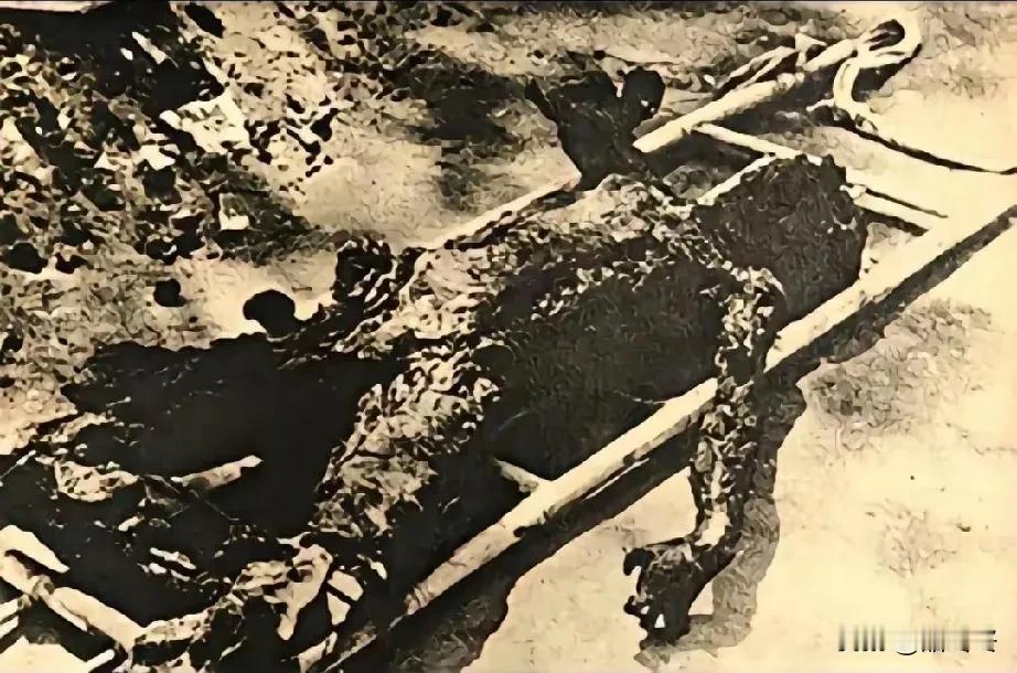 南京大屠杀真实照片。
这是日本鬼子以汽油焚烧遇难者的尸体，企图毁尸灭迹。
193