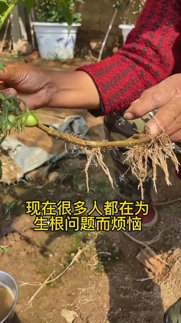 自制生根配方。
生根剂到底有没有必要去买？现在很多人都在为生根问题而烦恼，只要看