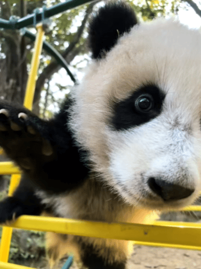所以，什么时候能人手一只大熊猫！！！可爱死了[doge] 