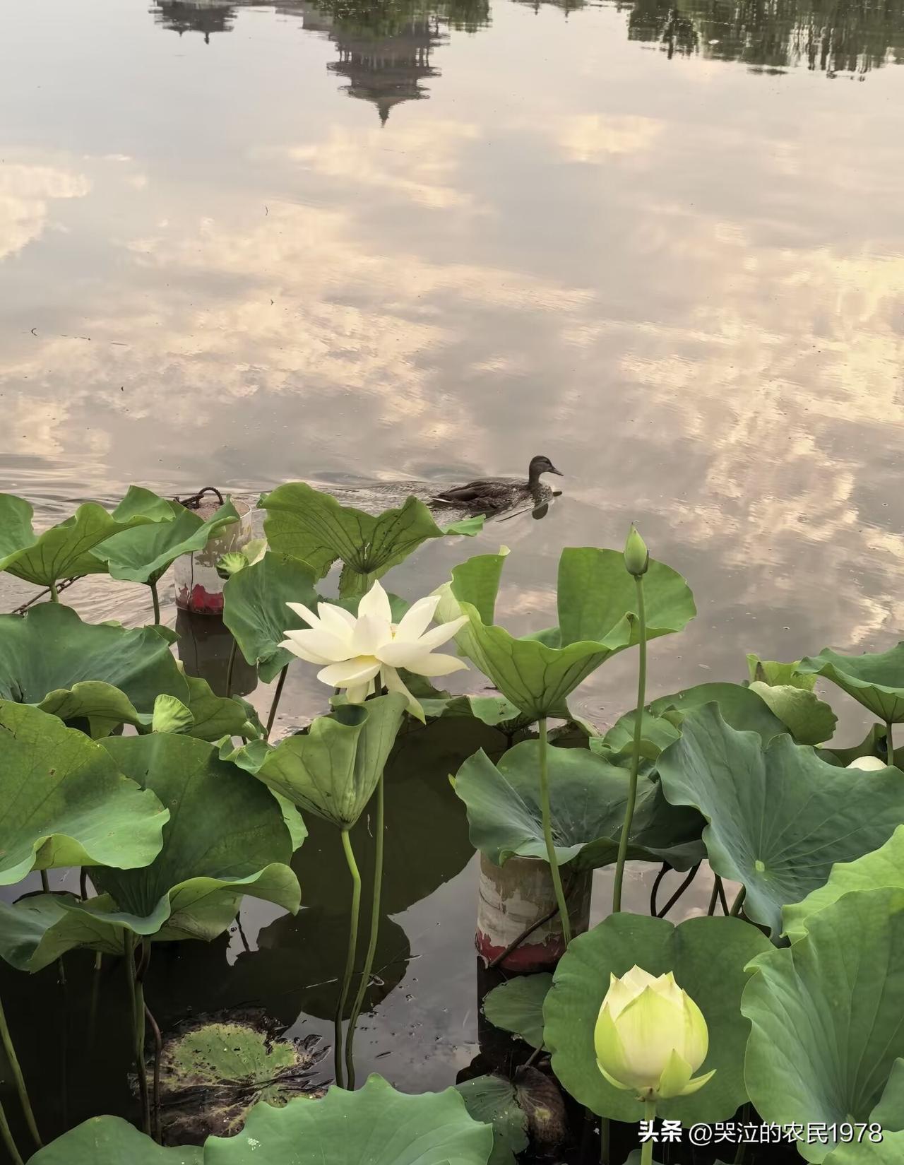 【如梦令·观荷】
 
暗夜莲华轻吐，一缕清魂凝素。
曲线绕幽塘，洗尽半生尘雾。