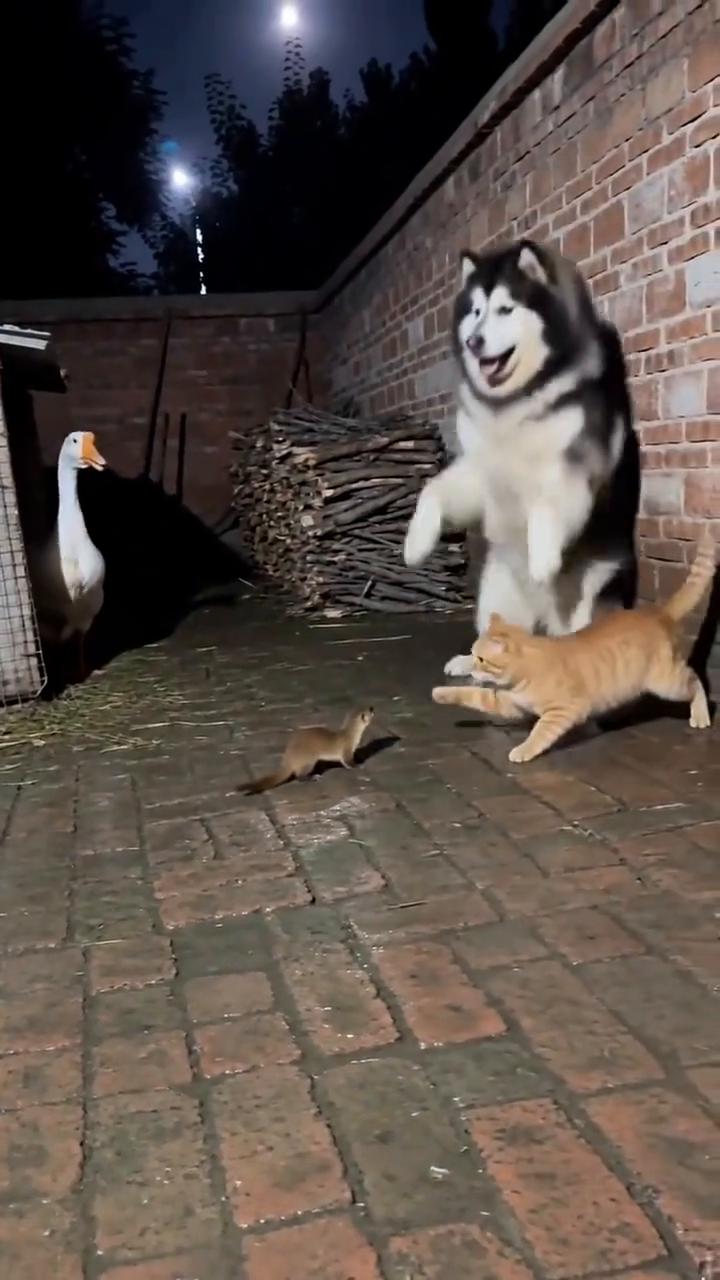 哈哈哈哈。