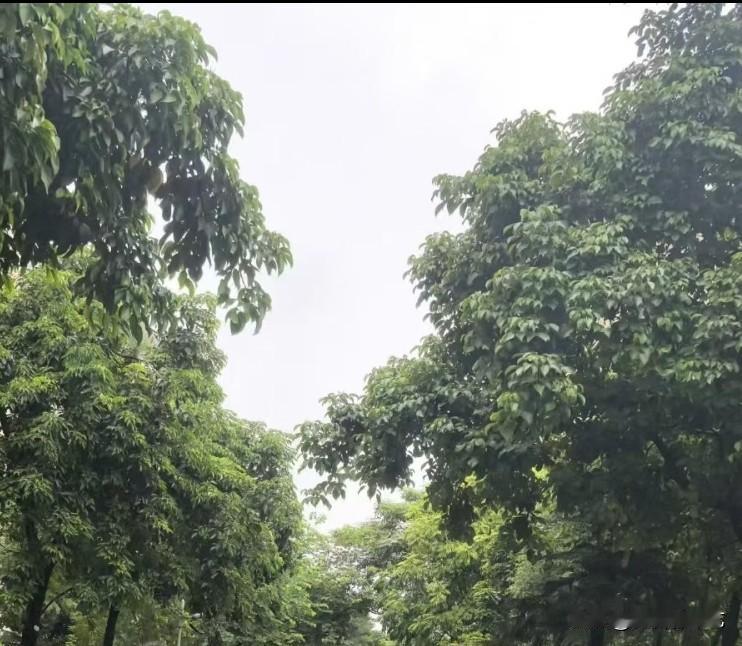 秋日生活打卡季满眼繁茂绿意层层舒展，树木枝叶郁郁葱葱。淡淡的阴天漫过树梢，空气温