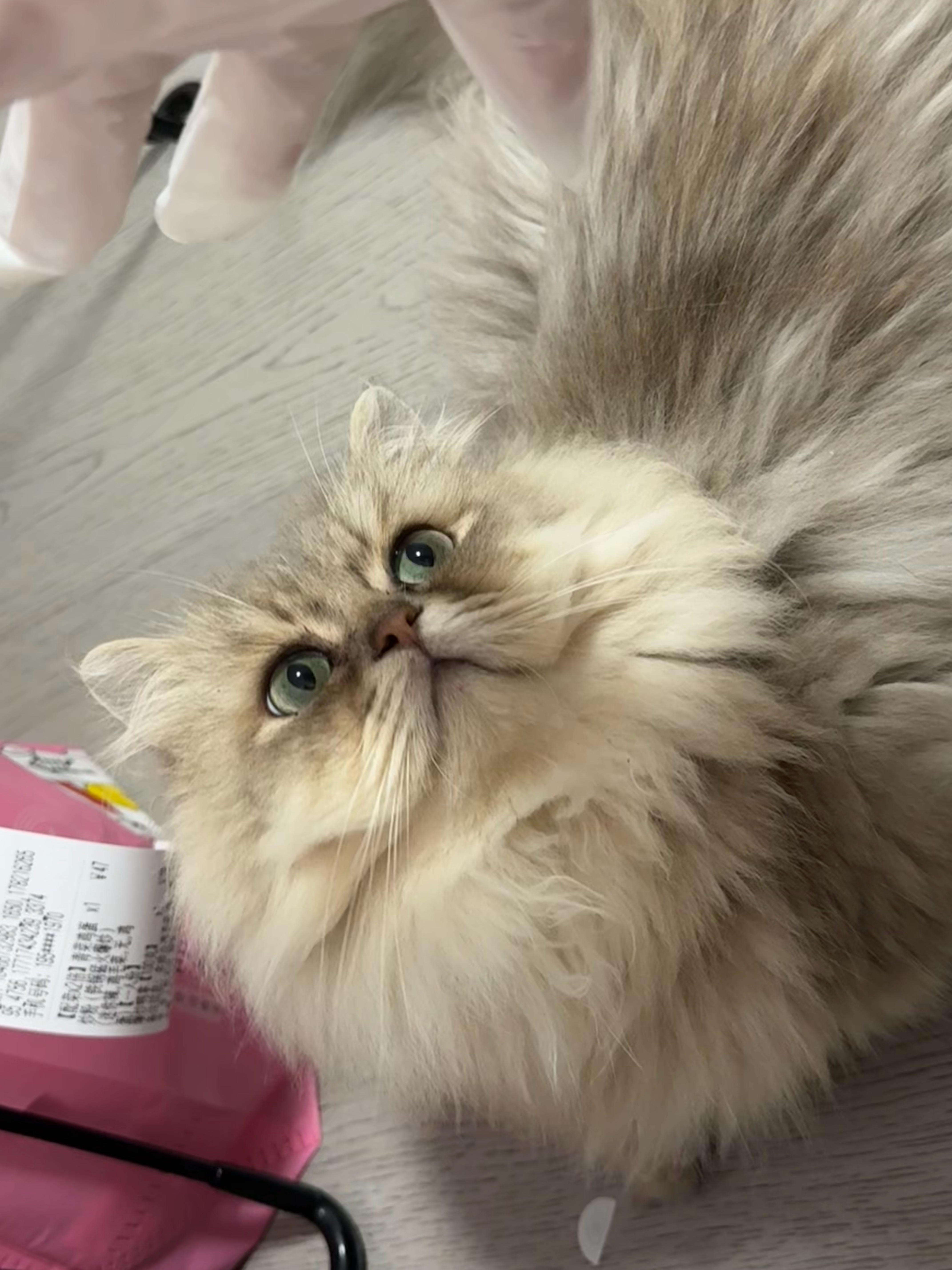小猫怕手套 