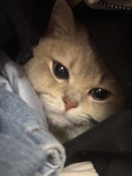宝宝真会躲猫猫！