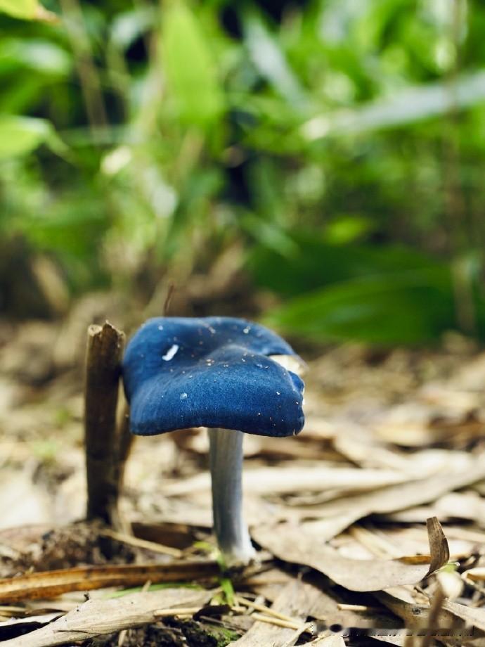 我们找到了“蓝瘦香菇”近亲版[可怜]被贵州的菌子香到了

贵州梵净山还有多少惊喜