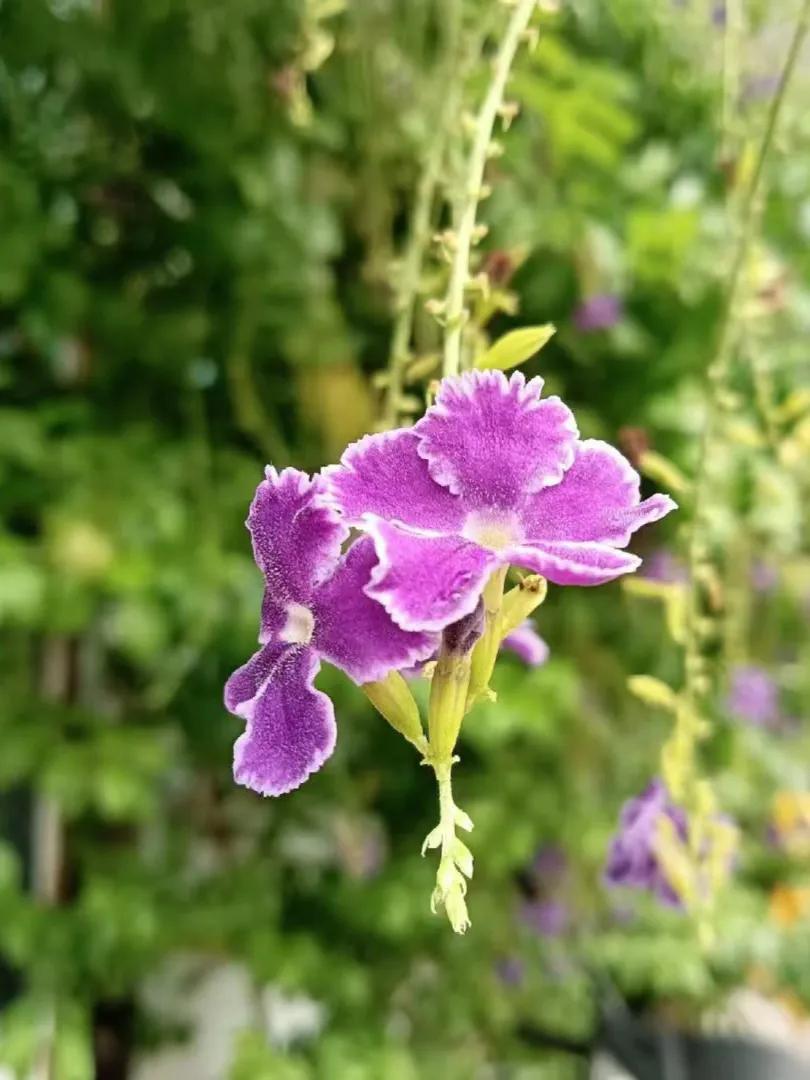 #把你随手拍的花分享出来吧#