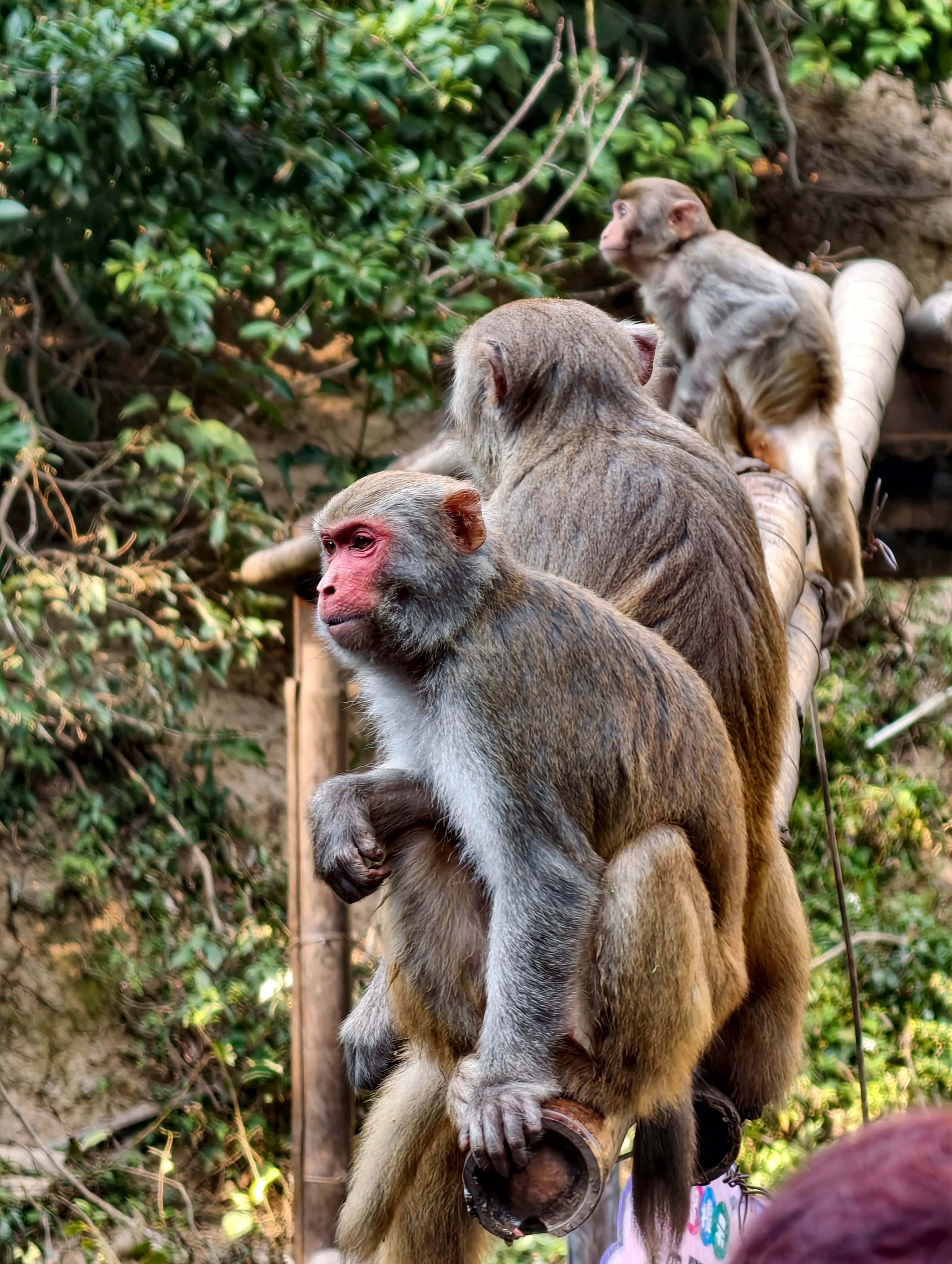 【西双版纳基诺山徒步&原始森林公园】久在樊笼里，复得返自然 西双版纳