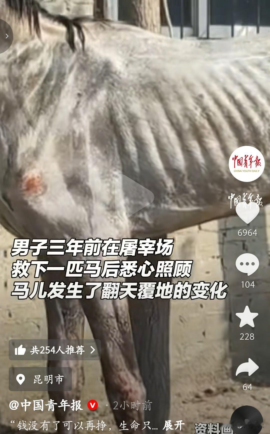 之后的日子里，男人每天精心照顾，给它治伤、喂饭、带它散步。曾经奄奄一息的瘦马，慢