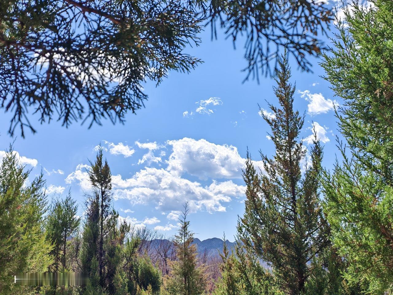 随手拍张照 随手一拍，这景色绝了！蓝蓝的天空像被水洗过一样，几朵白云悠悠地飘着，